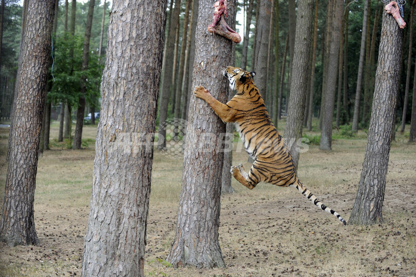 食事中だ！肉をむさぼるドイツのトラ