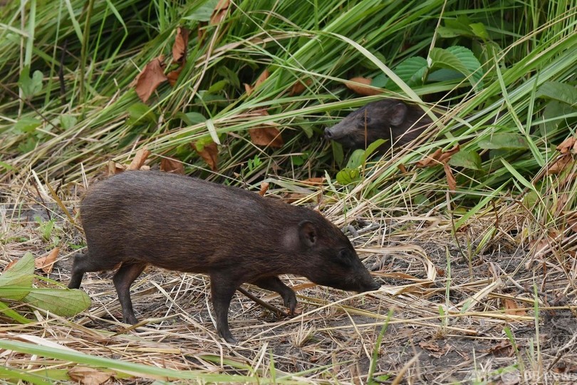 世界最小イノシシ12匹、野生へ インド