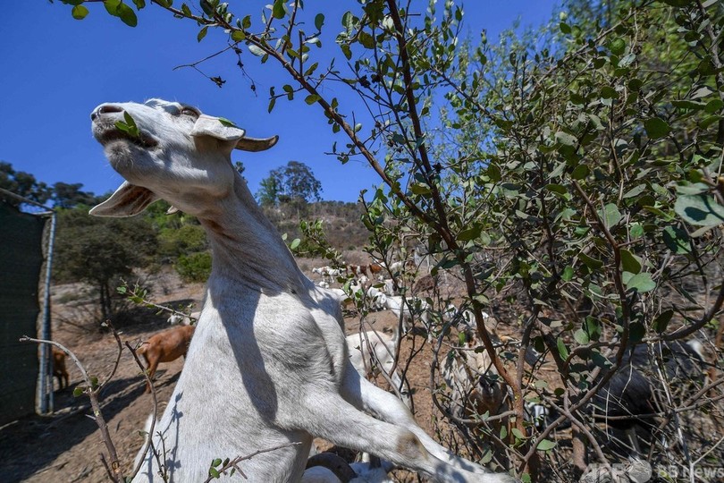 「ヤギの手」借りて山火事対策 米カリフォルニア