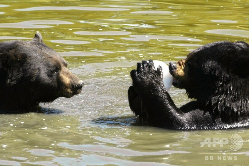 カナダの動物園で動物虐待か 所有者を逮捕 100頭以上保護 写真1枚 国際ニュース Afpbb News