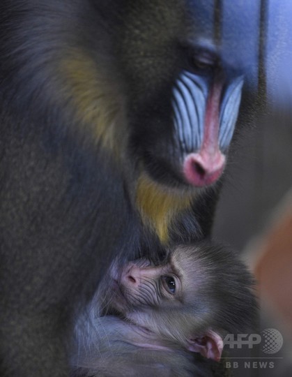 マンドリルの親子 赤ちゃんの顔にも模様がうっすら フランス 写真11枚 国際ニュース Afpbb News