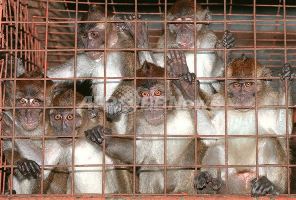 エボラ出血熱、発症後の霊長類の回復に成功 米研究 エボラ出血熱、発症後の霊長類の回復に成功 米研究