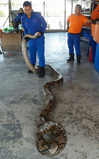 体長7.5メートルの巨大ヘビ、建設現場で発見 マレーシア 写真2枚 国際