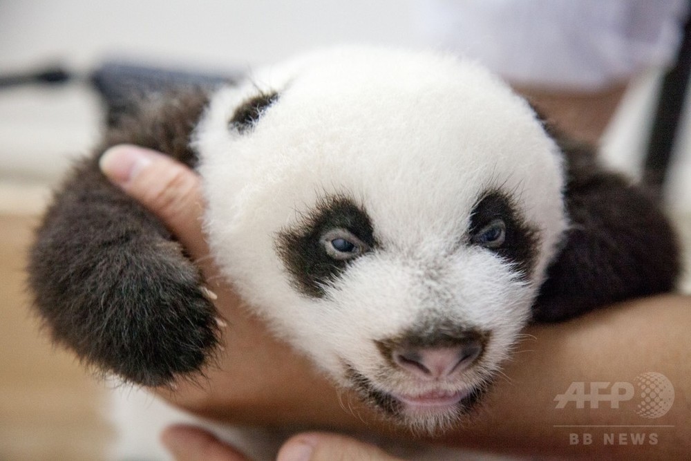 パンダの三つ子、白黒はっきり 中国 写真7枚 国際ニュース：AFPBB News