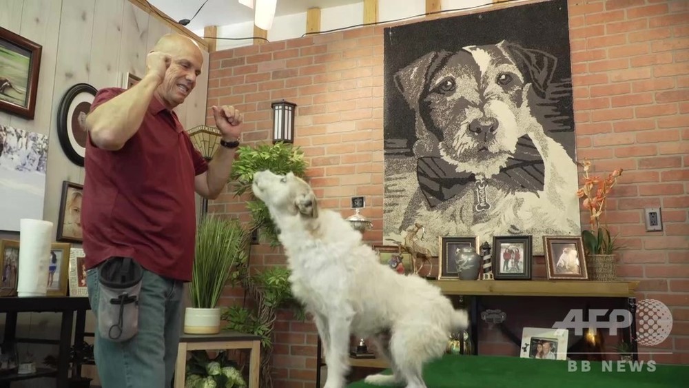 動画 映画 アーティスト 出演犬 パルム ドッグの中のパルム ドッグ賞 に選出 写真1枚 国際ニュース Afpbb News