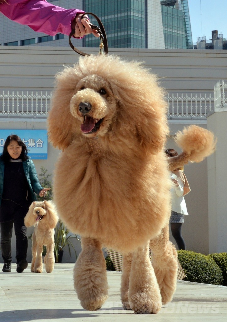 犬がライオンに変身！都内デパートで記念行事