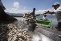 メキシコ西部ハリスコ（Jalisco）州のラグーン（潟湖）、カヒティトラン（Cajititlan）湖で、大量死した魚の死骸を回収する漁業関係者（2014年9月1日撮影）。(c)AFP/Hector Guerrero