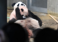 東京の上野動物園でジャイアントパンダの「シャンシャン」（上）と過ごしていた頃の「シンシン」（2017年12月19日撮影）。(c)TORU YAMANAKA / POOL / AFP