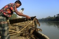 バングラデシュ首都ダッカ（Dhaka）から200キロほど離れたナレイル（Narail）で、100年ほど前から続くカワウソを用いた伝統漁法で、船からカワウソを放つ漁師（2014年3月11日撮影）。(c)AFP/Munir uz ZAMAN