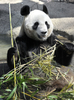 都内の上野動物園（Ueno Zoo）で1日、中国から借り受けたジャイアントパンダ、雄のリーリー（力力）と雌のシンシン（真真）の一般公開が始まり、一目見ようと3000人近くの人々が朝から長い列を作った。

2月に到着していた2頭の公開は当初3月22日の予定だったが、東日本大震災の影響で上野動物園が閉園していたため、10日遅れのお披露目となった。上野動物園では、2008年に「リンリン」が22歳（人間なら70歳に相当）で死んで以降、パンダ不在が続いていた。

写真は、餌の竹をほおばるシンシン（2011年4月1日撮影）。(c)AFP/ Yoshikazu TSUNO