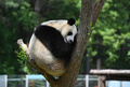 木に登って涼むパンダ（2020年6月8日撮影）。(c)CNS/張瑶