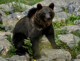 70歳猟師、自分を襲ったヒグマ射殺 仏