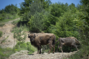 絶滅から復活のバイソン、再野生化で生き返る山脈 ルーマニア