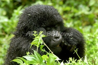 コンゴの紛争、レンジャーが大量避難でマウンテンゴリラが危機 写真1枚