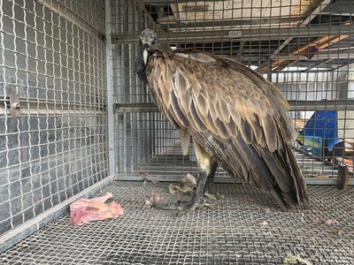 絶滅危惧種のハシボソハゲワシを保護 雲南省で初めて発見 写真3枚 国際ニュース Afpbb News