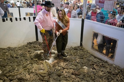 ひと狩りいこうぜ、米テキサス州の「ガラガラヘビ狩り祭り」