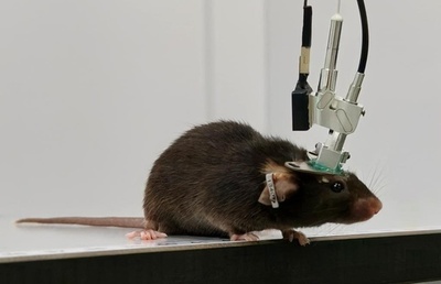 中国の研究者が多色小型化二光子顕微鏡を開発