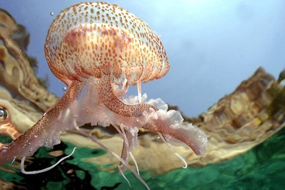 【写真特集】ゆらゆら癒やされる…世界のクラゲ