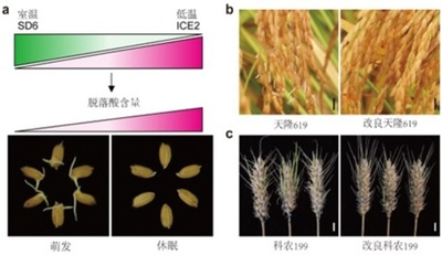 中国、水稲や小麦などの穂の発芽調整技術を開発