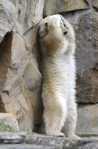 クヌート、ガールフレンド候補ジャンナと同居中