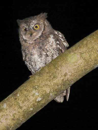 新種のミミズクを偶然発見、インドネシアの固有種か