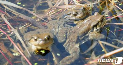 韓国・国防大が「絶滅危惧2級」生息地を復元…「ジムグリガエル」