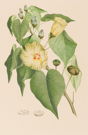 ボタニカルな世界を堪能する、キャプテン・クック探検航海と『バンクス花譜集』展