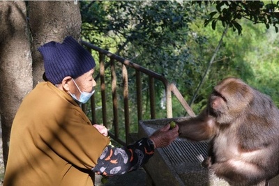 尼僧が片腕のチベットモンキーに餌やり十数年 中国浙江省寧波市
