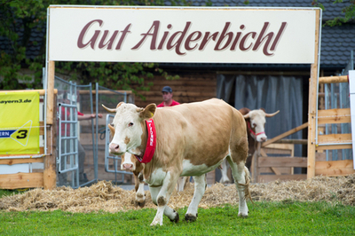 カワウソと牛の予言、どっちが当たる？サッカー欧州選手権ドイツ対ポルトガル