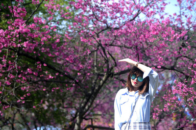 南国に春の訪れ、早咲きの桜が開花 南寧