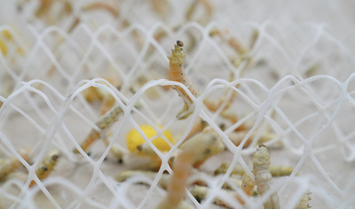 中国、世界初のカイコのスーパーパンゲノムマップを作成