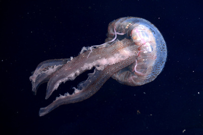 遠泳大会をクラゲの大群が襲う、選手60人が避難 ブラジル