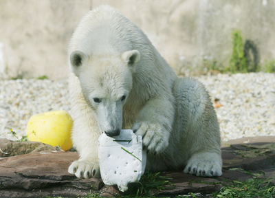 ホッキョクグマのフロッケ、年明けにフランス南部へお引っ越し