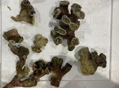 上海税関 密輸された絶滅危惧種サンゴの生体426株を押収