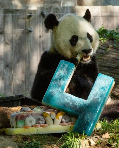 パンダの「ベイベイ」4歳に、ひんやりケーキでお祝い ワシントン