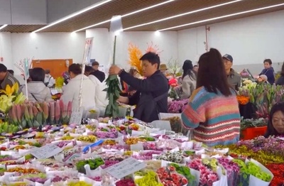 繁忙期を迎える中国の切り花市場 7割以上は雲南省から