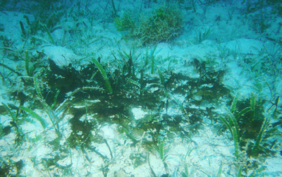 ペルム紀大絶滅の原因は微生物？