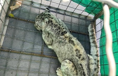 青海大柴旦地区で初めてユキヒョウを発見、関連部門が協力して救護