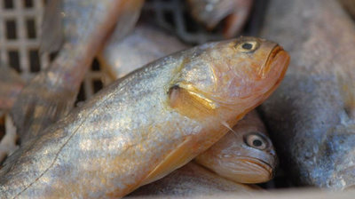 中国産キグチ 韓国市場で売れ行き好調