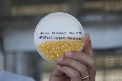 遺伝子組み換えの「ゴールデンライス」の次は「エビライス」？ 中国・華南農業大