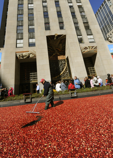 ロックフェラーセンターに、クランベリーのカーペット出現