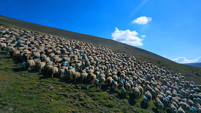 中国で世界初のゲノム編集による短尾細毛種羊が誕生