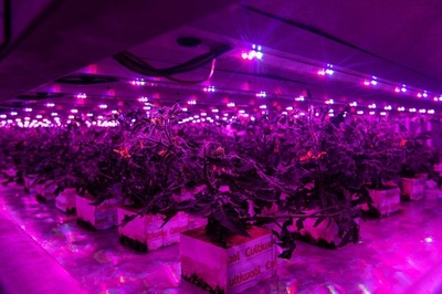 苗木の成長スピード6倍に、決め手は最新のLED照明 英スコットランド
