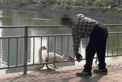 韓国・大学キャンパスで愛されるガチョウを殴るけしからん男性…頭が腫れ、出血