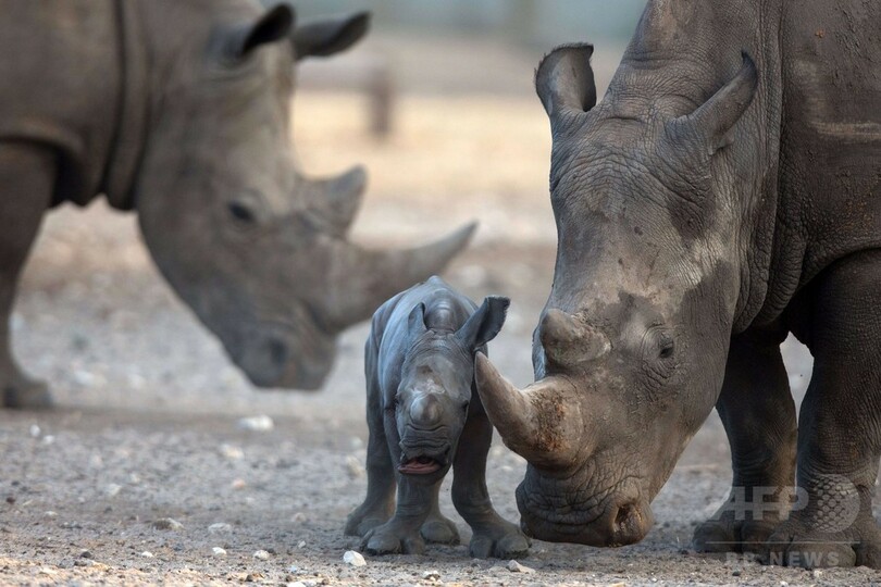 甘えん坊のシロサイの赤ちゃん、イスラエル