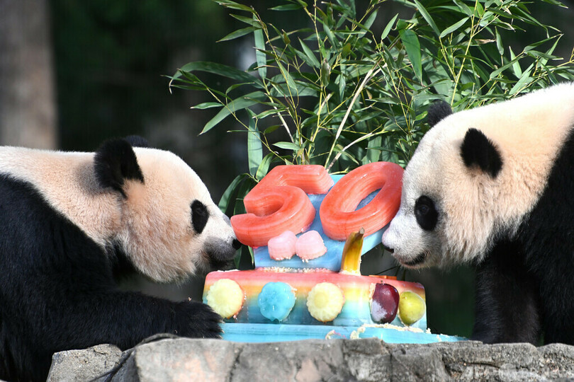 米国立動物園でパンダ交流50周年イベント 米中関係「友好の使者」
