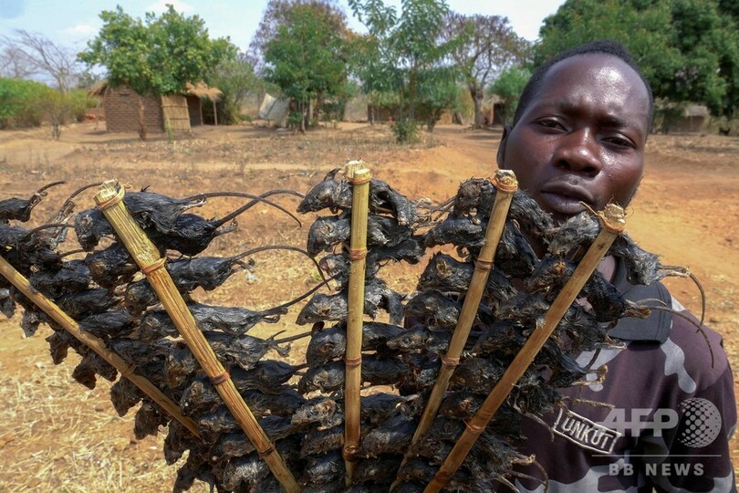 おやつの串焼きネズミが貴重なたんぱく源に コロナで食料不足悪化 マラウイ 写真1枚 国際ニュース Afpbb News