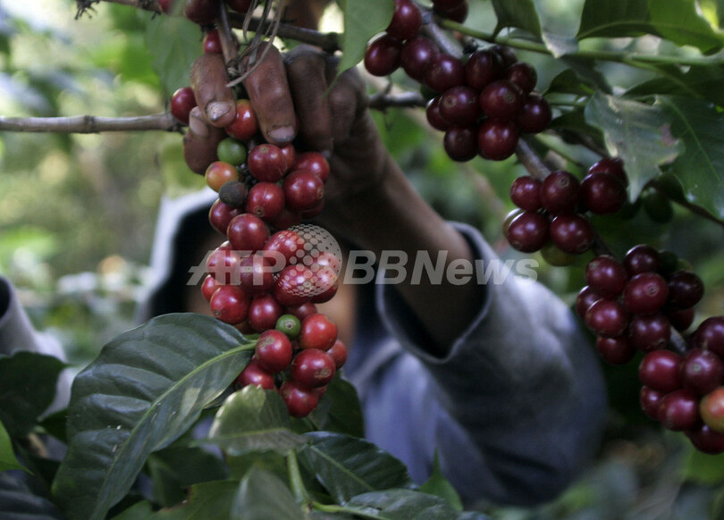 コーヒーの木 に赤い実たわわ グアテマラでコーヒー豆収穫 写真4枚 国際ニュース Afpbb News