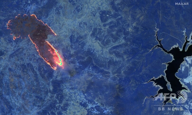 豪森林火災、コアラ保全のカギ握る個体群が半減 野生動物5億匹が焼死か