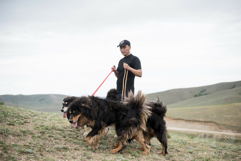 モンゴルの最良の友 牧畜犬モンゴリアン バンホールを救え 写真6枚 国際ニュース Afpbb News